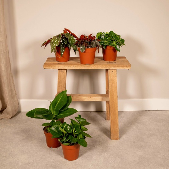 Coffret surprise - plantes d'intérieur 30cm - plante d'intérieur