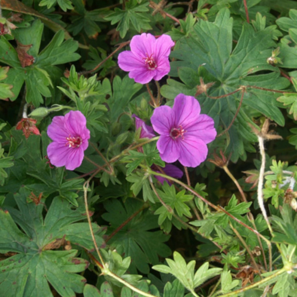 Géranium vivace dilys lot de 5 godets