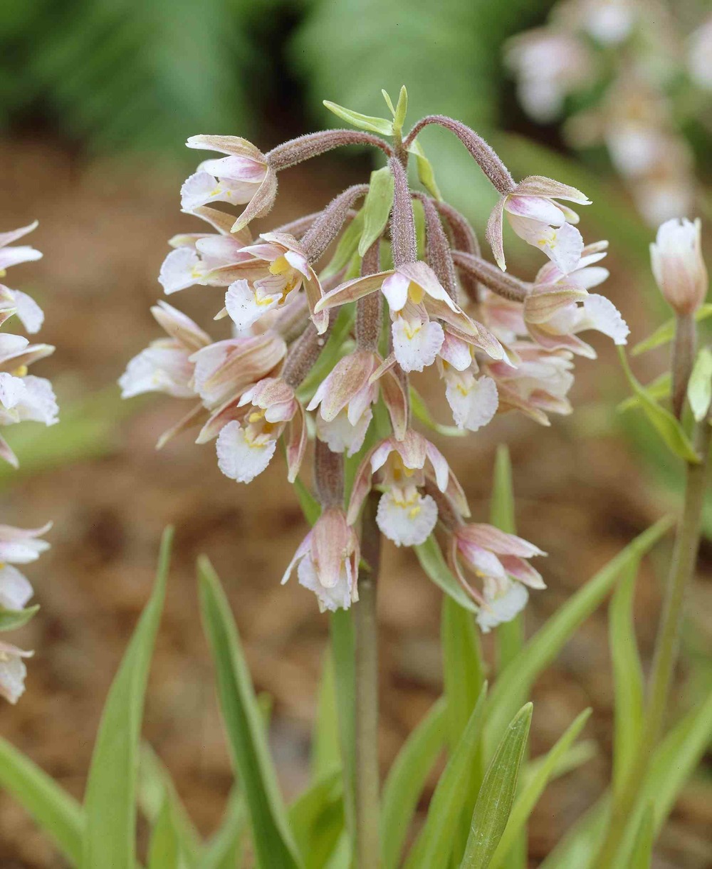 Épipactis palustris pot de 1 litre - 0/60 cm