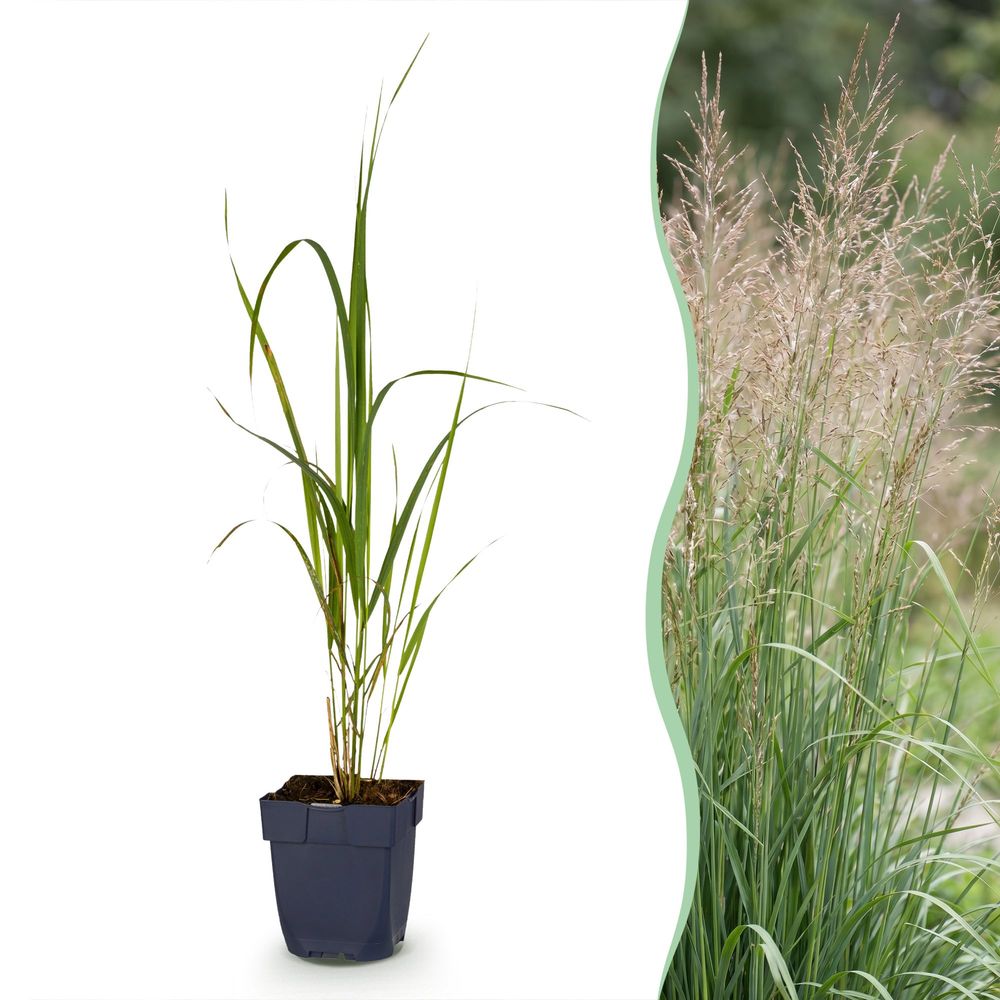 Molinie 'karl foerster' - lot de 6 - pot 11 cm - hauteur 25 cm