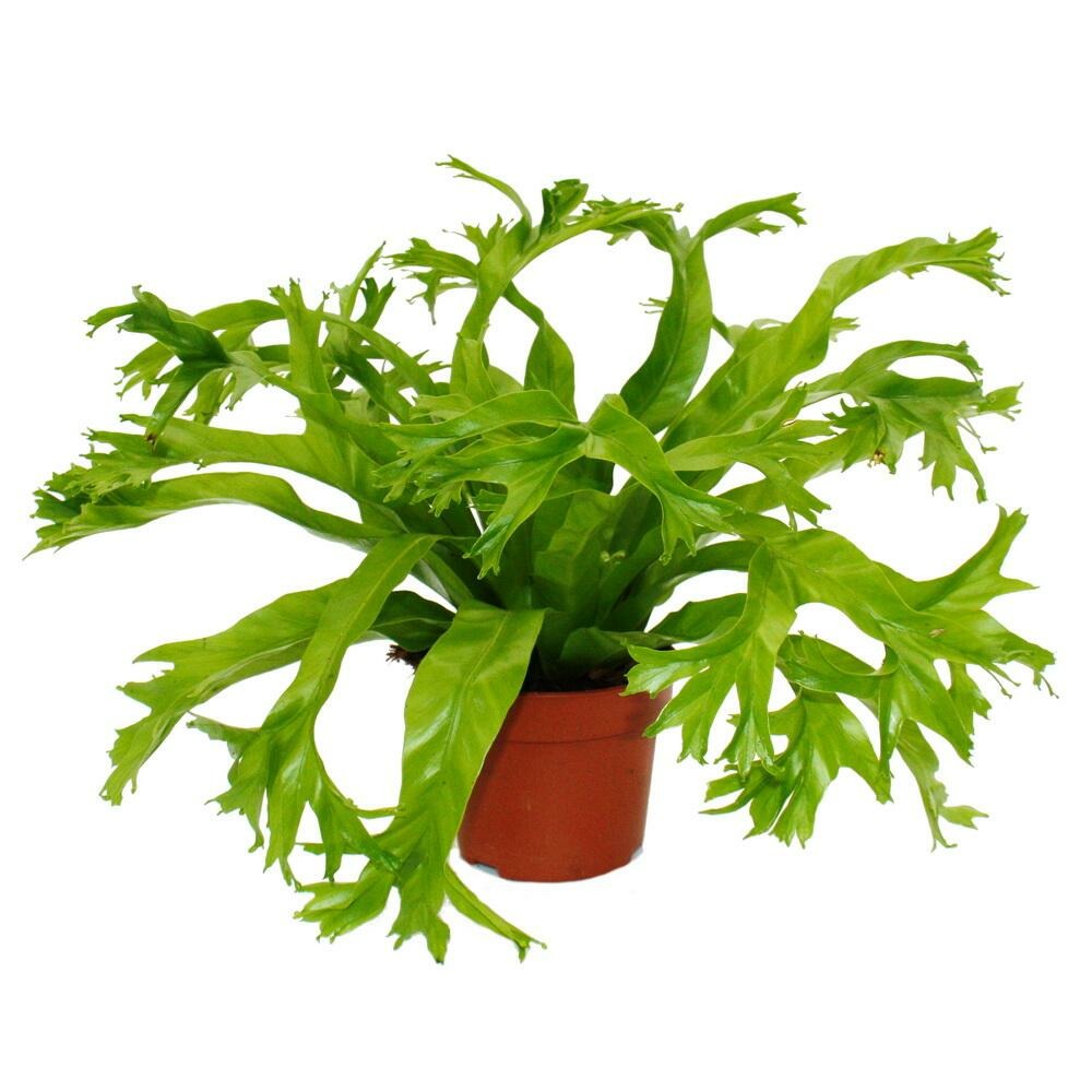Asplenium nidus chrissie variétés spéciales de fougères pour la chambre fougère nid pot de 12cm hauteur d'environ 25cm