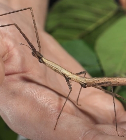Élever des phasmes et des mantes
