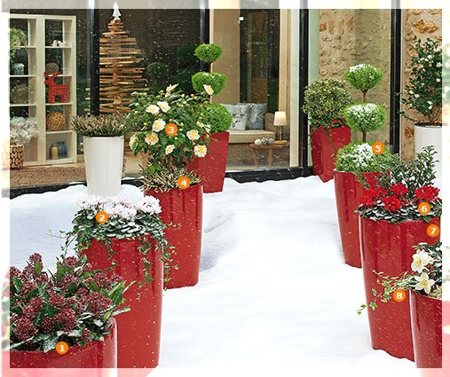 Aménagement entrée avec fleurs hiver