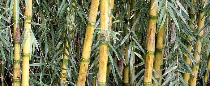 Comment entretenir un bambou extérieur ?
