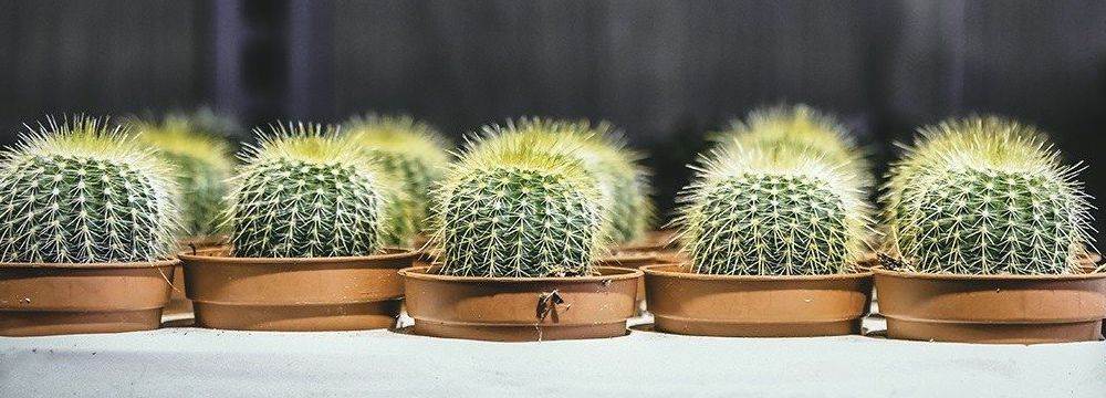 entretenir cactus