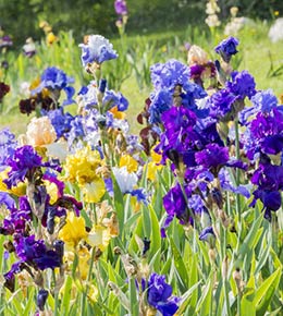 iris jardin
