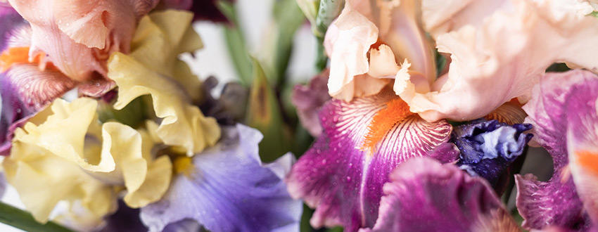 Iris colorés
