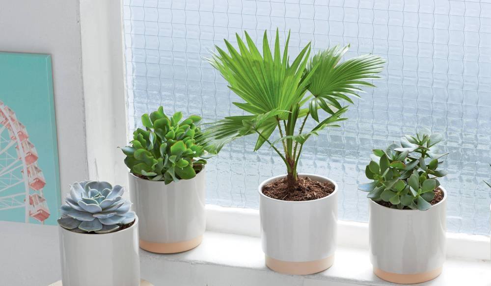 palmiers et succulentes interieur