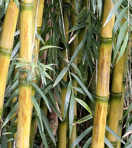 Comment entretenir vos bambous ?