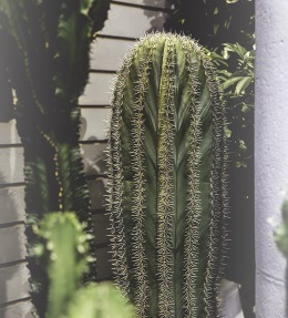 Euphorbe cactus : plantation, entretien, soin