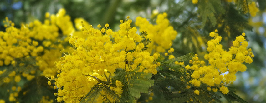 Mimosa jaune