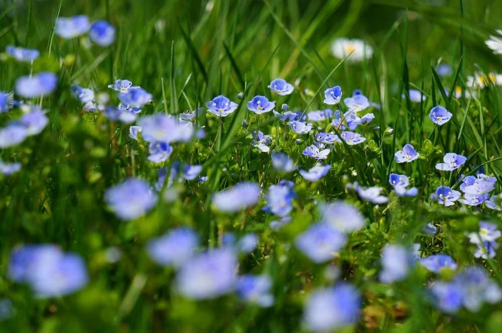 Myosotis : Conseils De Plantation Et D'entretien | Truffaut