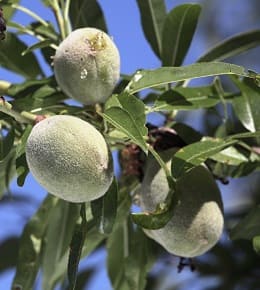 arbre amandes