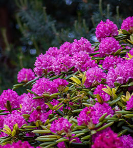 Rhododendron