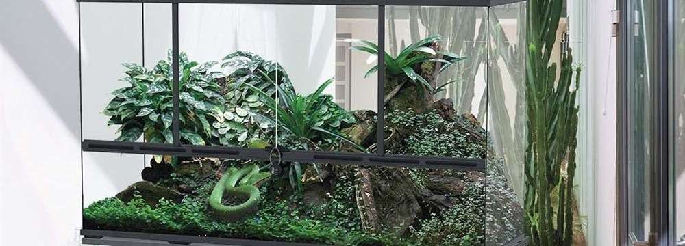 entretien terrarium
