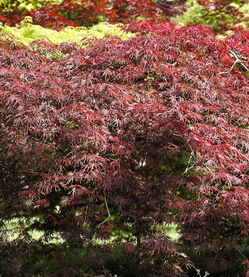 variétés érable du japon