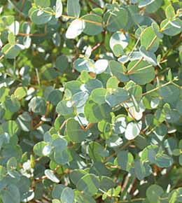 Feuilles eucalyptus