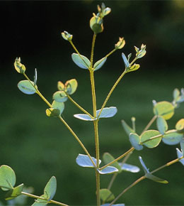 branche eucalyptus 