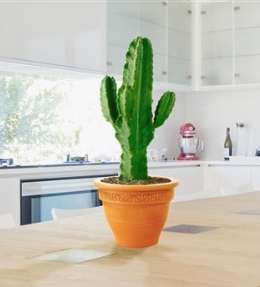 euphorbe plante intérieur