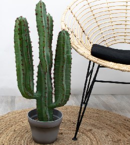 Cactus euphorbe entretien