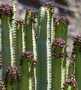 Maladies de l'euphorbe