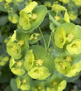 Comment se préserver de l'euphorbe toxique ?