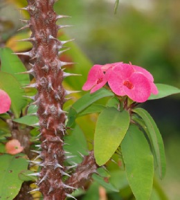 Quelle variété d'euphorbe choisir ?