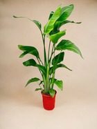 Plante d'intérieur - strelitzia nicolai - 100 cm - ø17 100cm