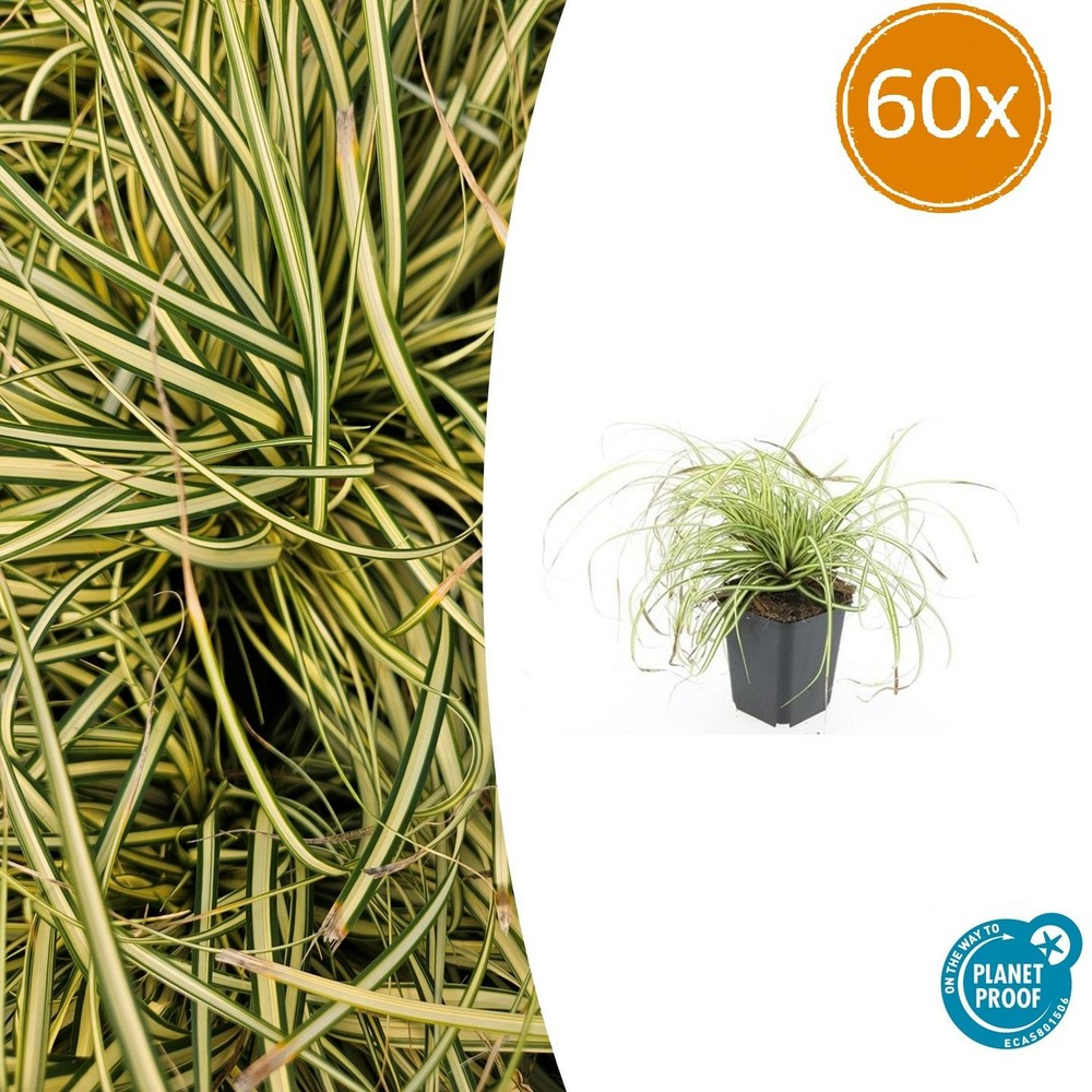Carex laîche oshim. 'evergold' x60 – entre 3,75 et 5m2