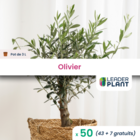 50 x olivier en pot de 3 l