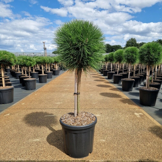 Pin noir d'autriche 'summer breeze' pot 18l 70cm boule 30cm - pinus nigra summer breeze