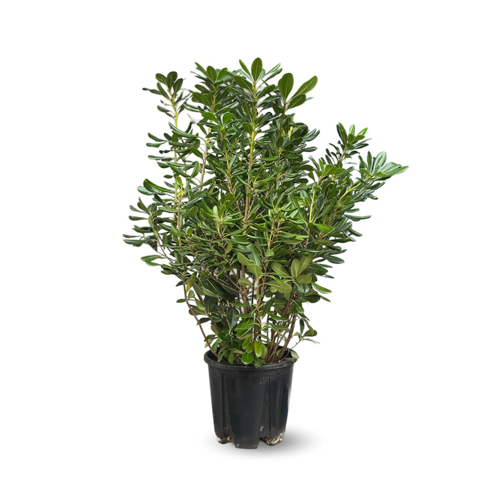 Pittosporum tobira - plantes de haies - ↕ 90-100 cm - ⌀ 22 cm - plante d'extérieur