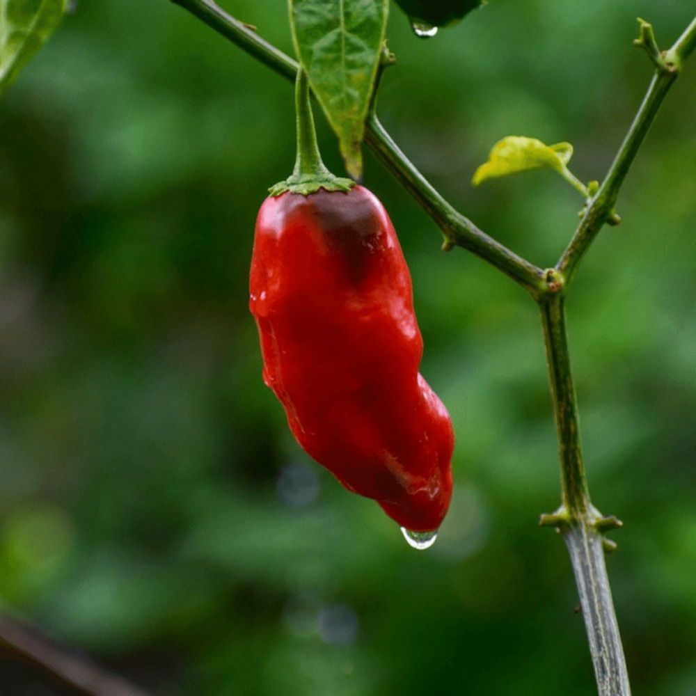 Plant de poivron snackor red godet