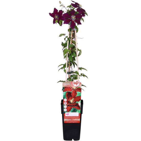 Clematis niobe - h65 cm - ø15 cm