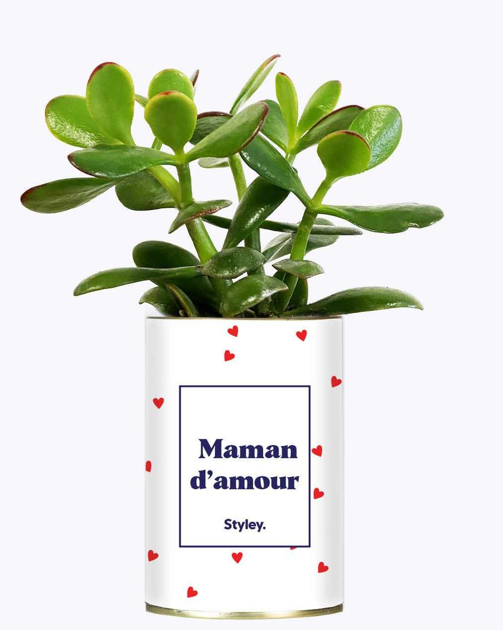 Plante facile à entretenir - maman d'amour - cactus