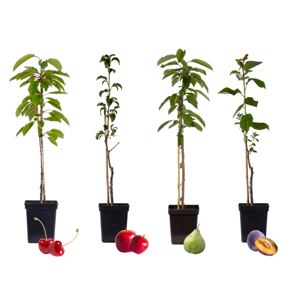 Arbres fruitiers - x4 - pommier, cerisier, poirier et prunier - 60-70cm - ⌀9cm
