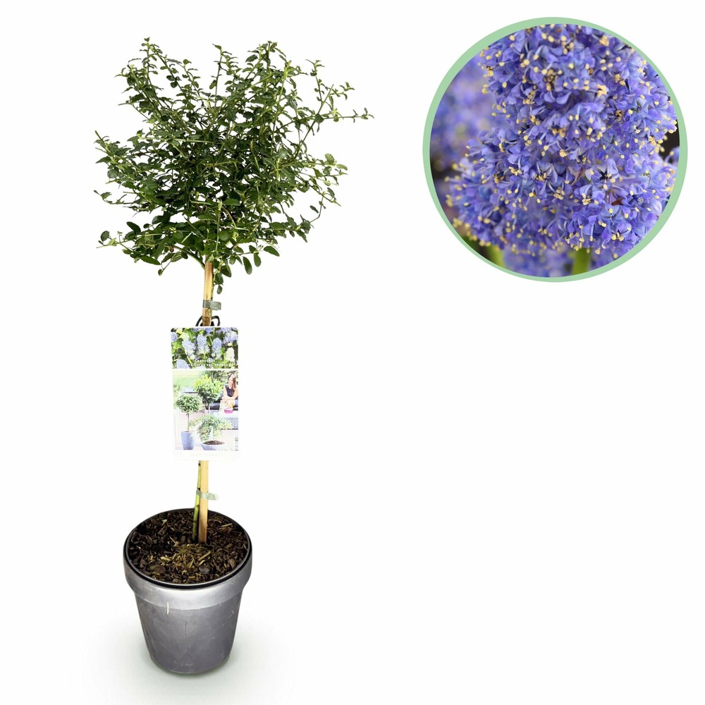 Ceanothus thyrsiflorus repens – pot 19 cm – hauteur 90 cm