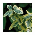 Euonymus fortunei ' emerald'n gold ' : ctr 2 litres