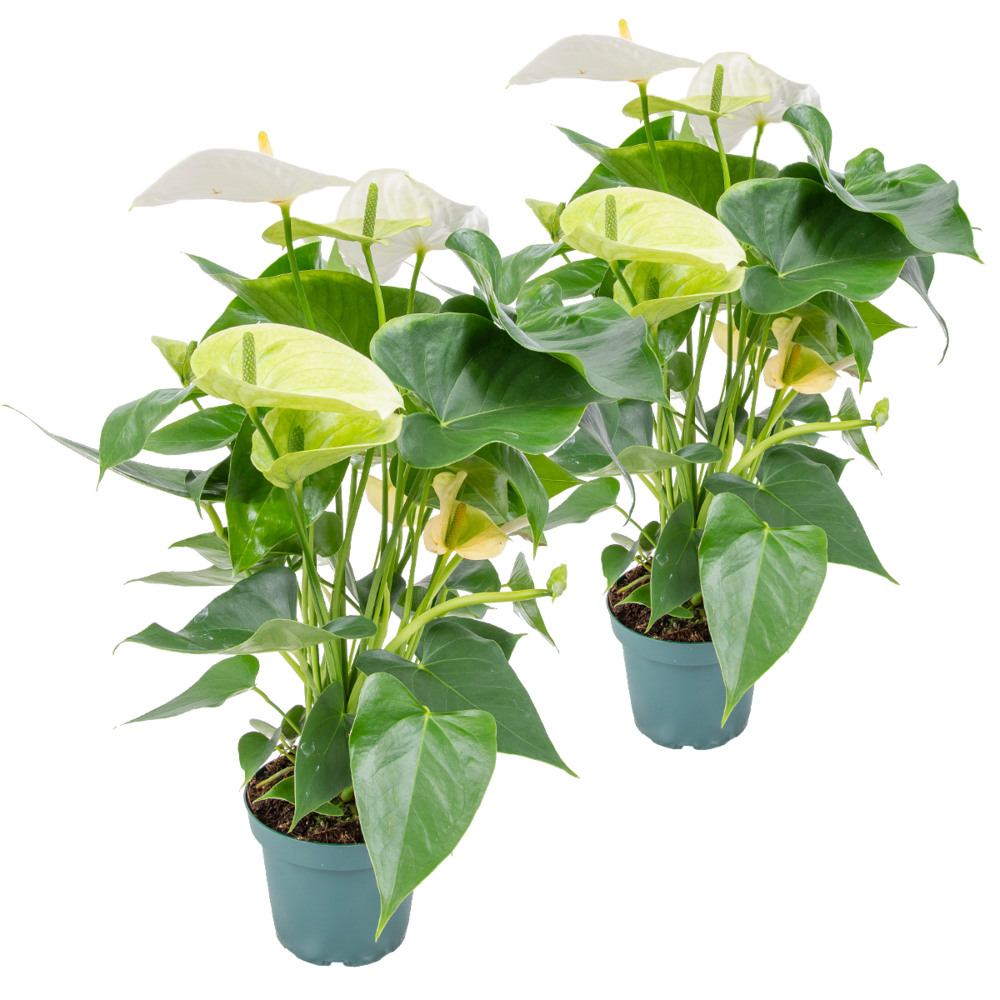Lot de 2 - anthurium - plante flamant rose - blanc - 30-40 cm de haut - pot 12 cm