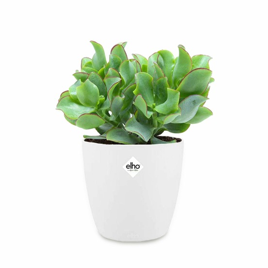 Crassula arborescens cristata et son cache-pot - le pot de 12 cm et le cache pot de 14 cm. Hauteur livrée 15 cm