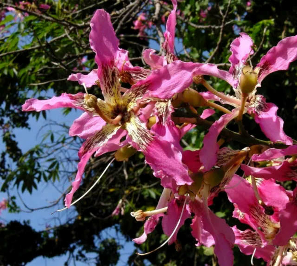 Chorisia speciosa syn ceiba (bombax - chorisie - chorisier - fromager - kapok) pot de 8l - 180/200cm
