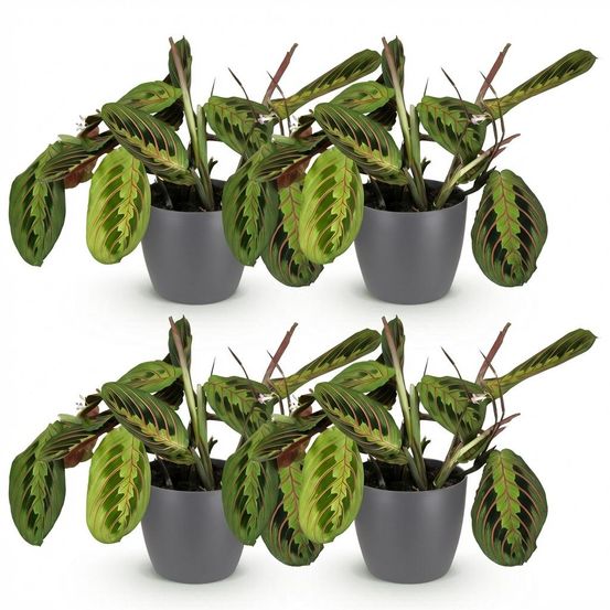 Lot de 4 - maranta fascinator tricolour - h35 cm