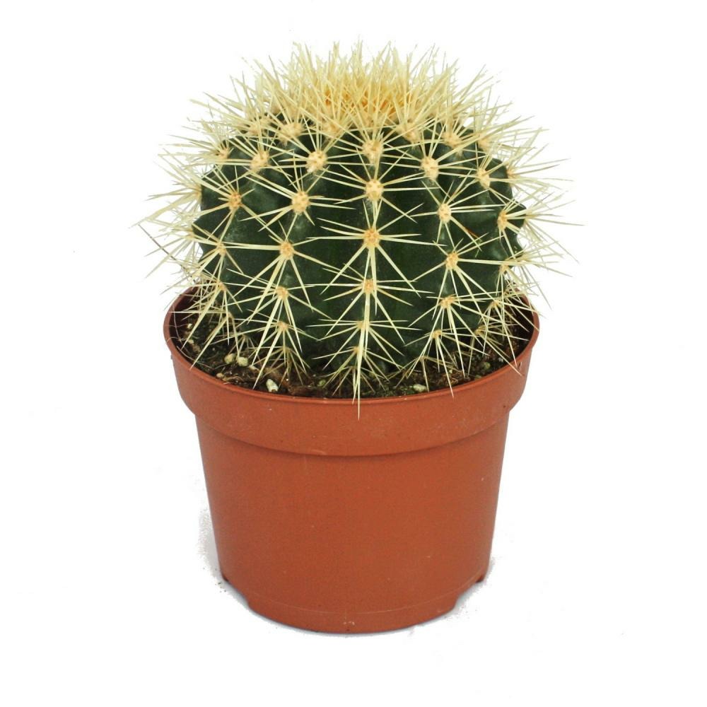 Echinocactus grusonii - chaise de belle-mère - dans un pot de 12 cm