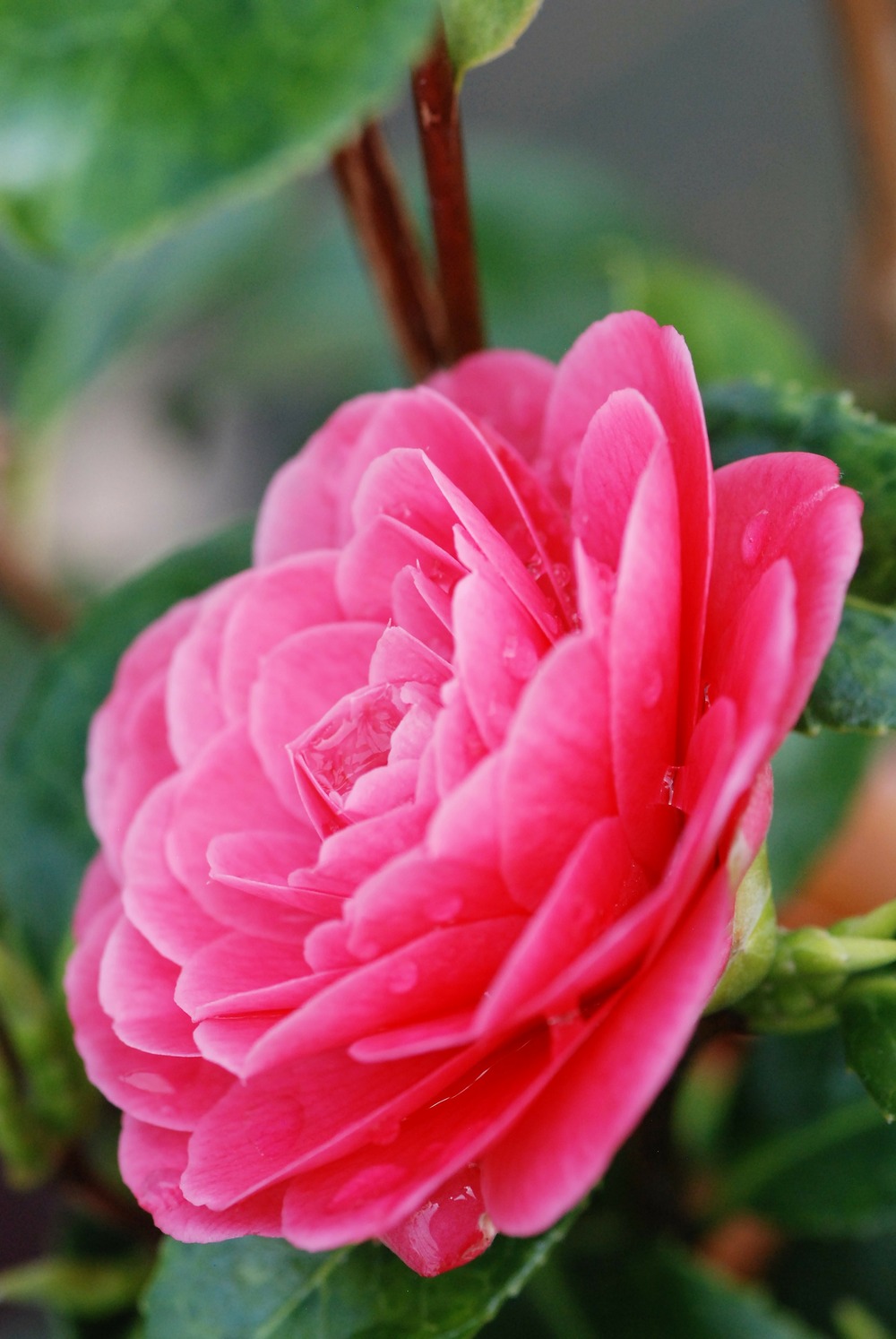 Camélia 'spring formal' - en pot de 1 litre