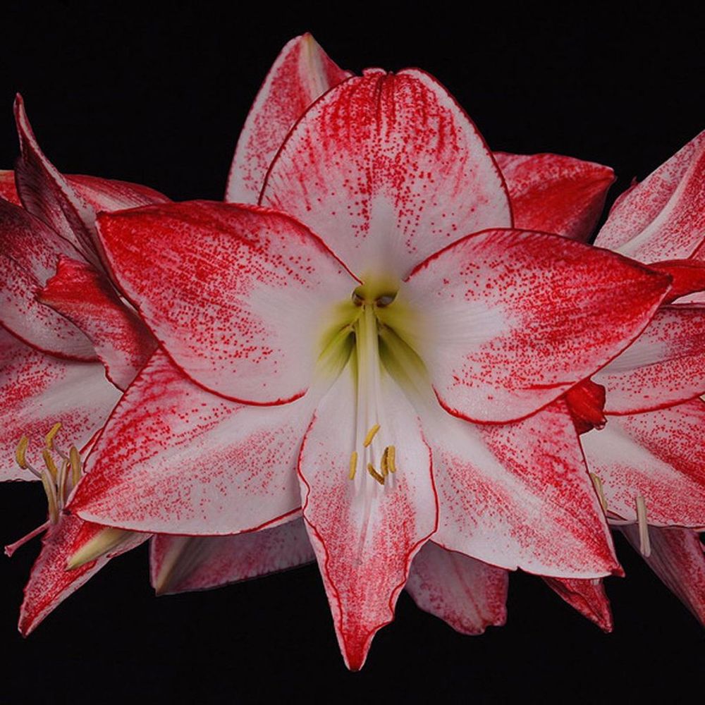 Amaryllis 'spotlight' bulbe calibre 30/32