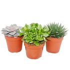 Ensemble de 3 plantes succulentes - 3 plantes différentes dans un pot de 12 cm