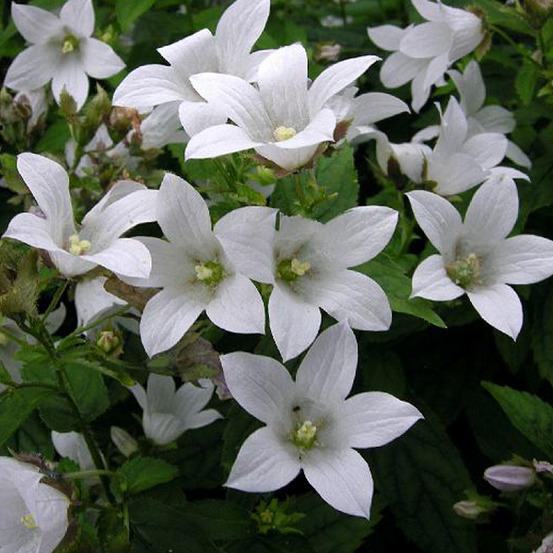 6 x campanule 'weisse clips' - campanula carpatica 'weisse clips' - godet 9cm x 9cm