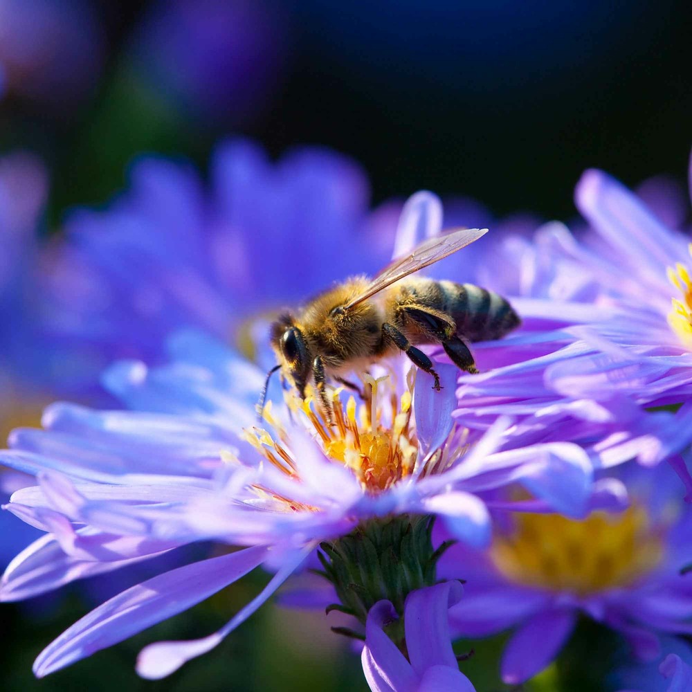 Aster dumosus lady in blue - le pot / ø 9cm