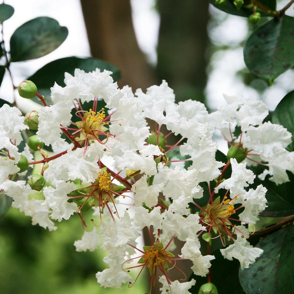 Lilas des indes kimono, lagerstroemia pot de 3l - touffe