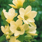 Magnolia yellow lantern, le pot / 2l / hauteur livrée 25-30cm